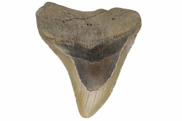 Bargain, Fossil Megalodon Tooth - North Carolina #219361